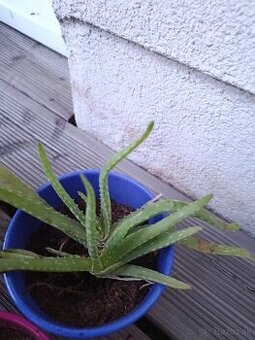Aloe vera