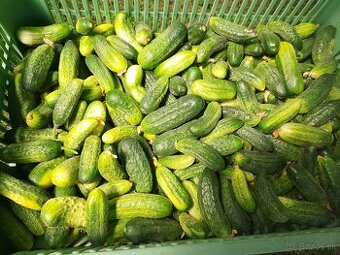 Predám čerstvé uhorky nakladačky a domáce cukety
