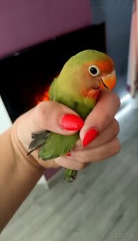 Agapornis - 1