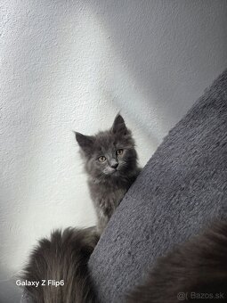 Maine coon