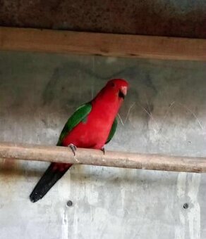 Papagáj kráľovsky