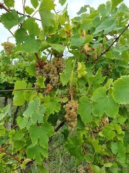 Prdam hrozno biele odrod muskatove ober zny ihned