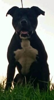 Americký Pitbull Terrier