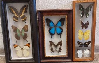 Preparované exotické motýle - 1