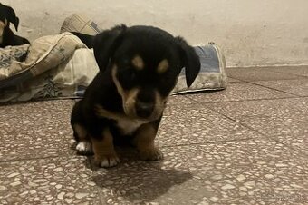 Krížený Juck Russel terier vs Jazvečík - 1