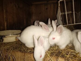 Posledný zdravý zajac 3-mes. priamoPresov