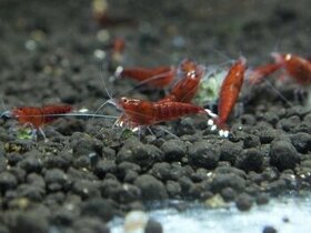 Krevetky Caridina red ruby extreme