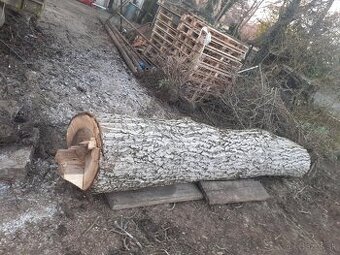 Orechový kmeň