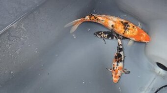 Koi kapre
