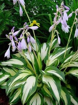 Hosta dvojfarebná - 2,5eur