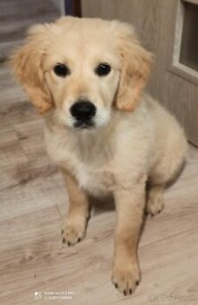 Zlatý Retriever