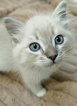 Mačiatka Ragdoll