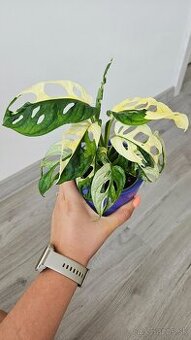 Monstera adansonii veriegata - izbova rastlina