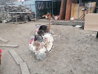 Predám grolwickych moriakov.