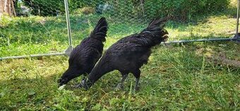 Ayam cemani