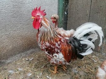 Švédska kvetina