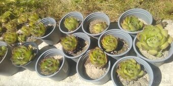 Skalné ruže, skalnica strechová