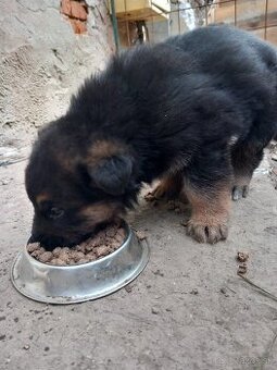 Šteniatko nemeckého ovčiaka