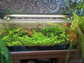 Akvarijné Rastlinky