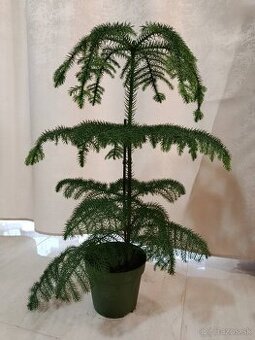 Predám izbovú rastlinu.