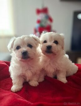 Maltézsky psík, maltezák