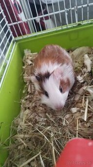 Predám párik morčiatok