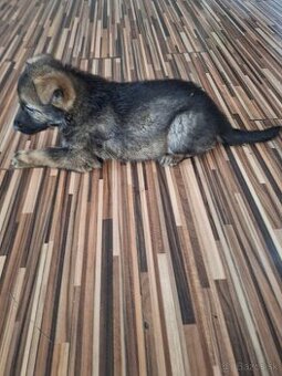 Predám 6 týždňové šteniatka nemecký  ovčiak