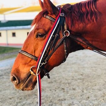 Predám 14-ročného valacha – spoľahlivý parťák na vychádzky a