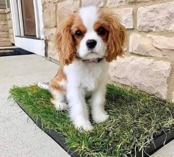 Šteniatka Calvary king Charles hľadajú domov