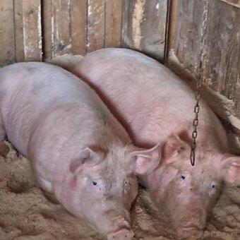 Predám jatočné ošípané.