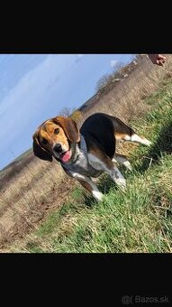 Beagle