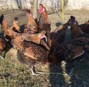 Marans pšenična, Appenzelsky chocholaci, Hamburcanky