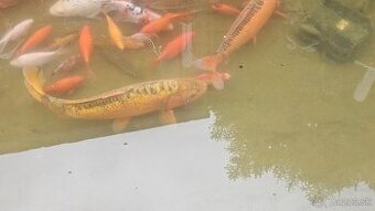 Koi kapre