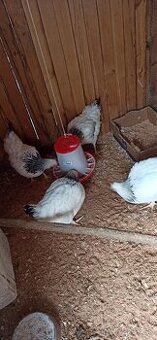 Predám sliepky - začínajú znášať vajíčka