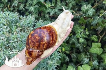 Africké slimáky Archachatina marginata ovum albino Achatina