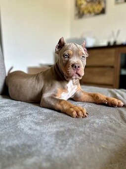 American Bully XL (Pitbull XXL)