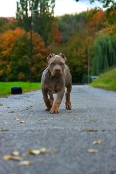 American Bully XL (Pitbull XXL)