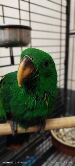 Eklektus polychloros