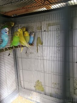 Predám mladé andulky