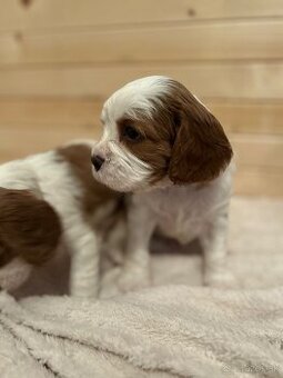 Cavalier King Charles Španiel