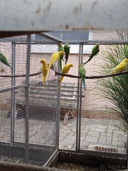 Alexander Malý 2025