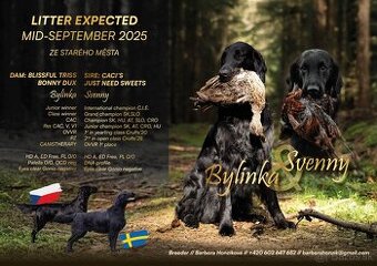 Flat Coated Retriever s PP
