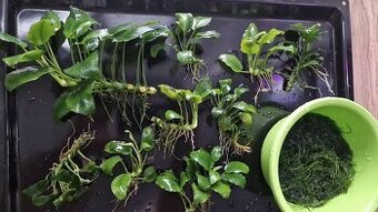 Akvarijná rastlina Anubias Barteri nana - 1