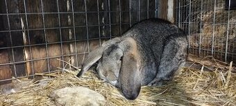 Králik -Francuzsky baran