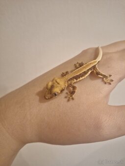 Pagekon riasnatý ( Correlophus ciliatus)