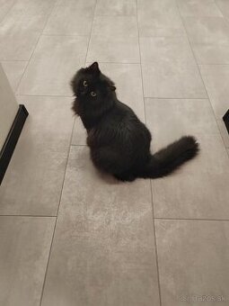 Laminátová podlaha Krono Originál Atlantic 8 Pearl grey 4375