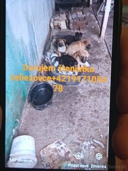 Darujem šteniatka do dobrých rúk.