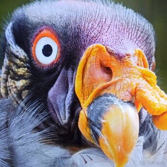 Philips 55pus6704(139cm)