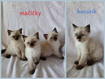 Predám krásne mačičky a jedného kocurika