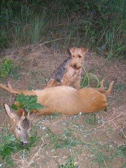 Welsh Terrier